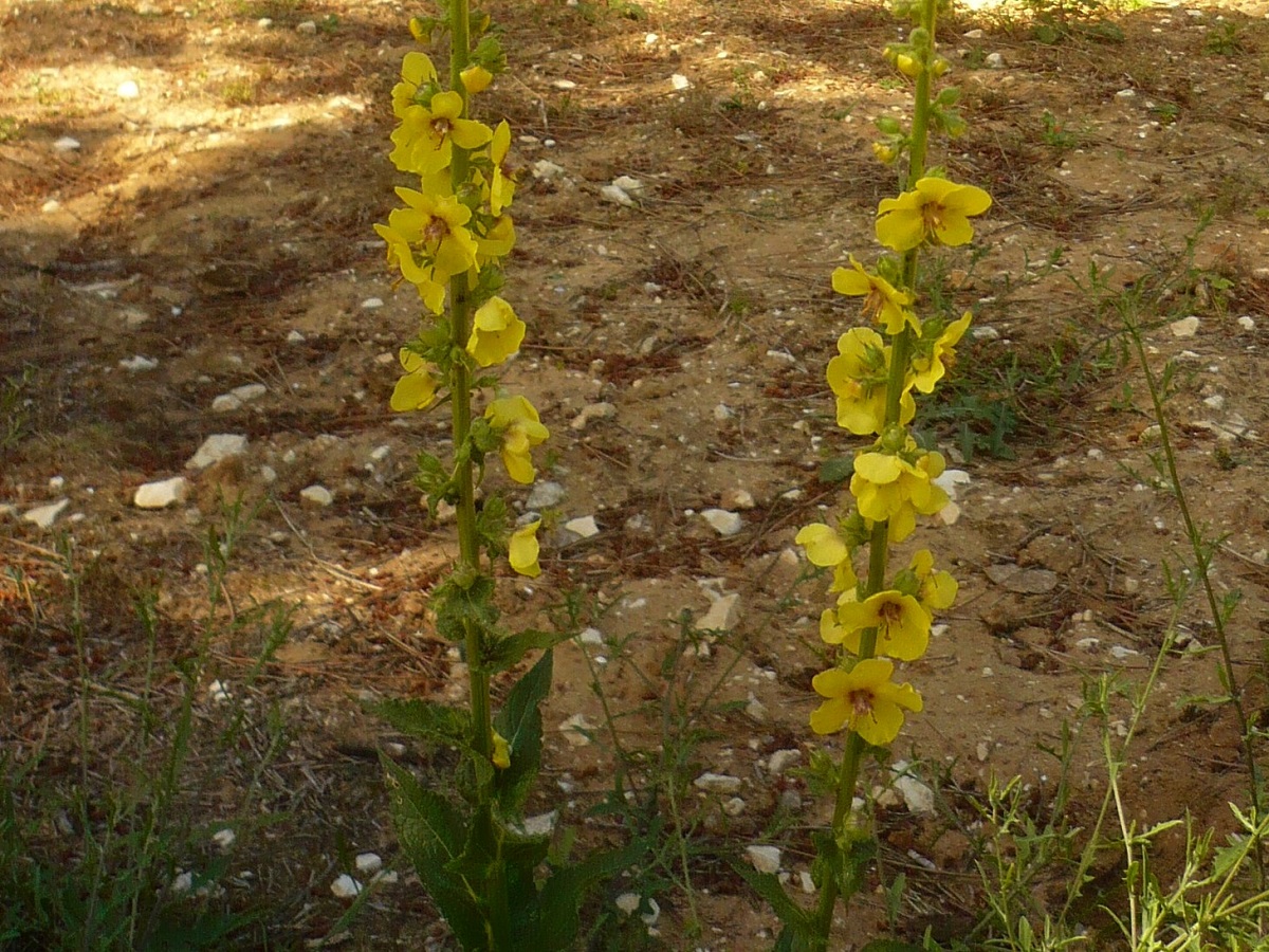 Verbascum virgatum (Scrophulariaceae)
